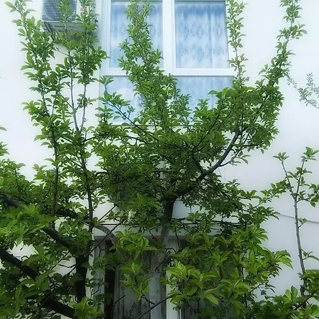 Villa Bloom Sarajevo