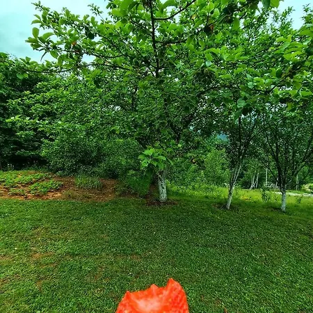 Bloom Sarajevo